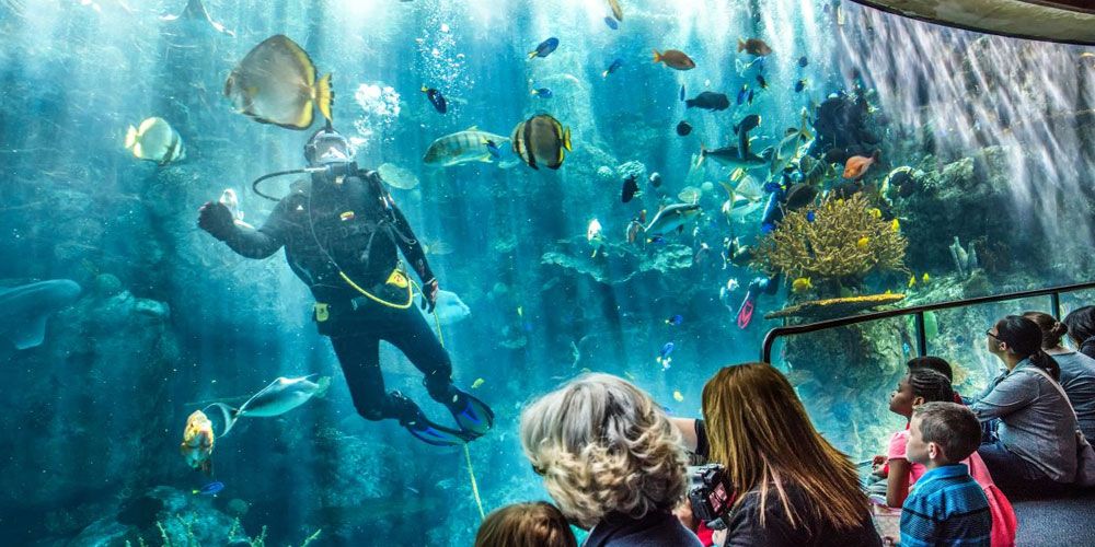 Aquarium-of-the-Pacific