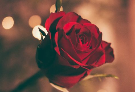 Rose Against Blurred Backdrop