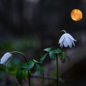 Flowers with the Full Moon in the Distance