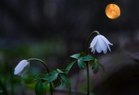 Flowers with the Full Moon in the Distance