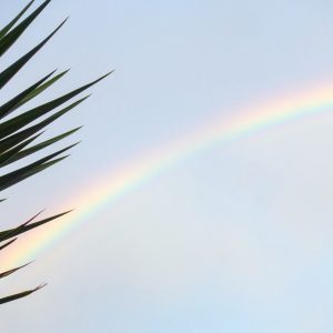 Rainbow and Palm Frond