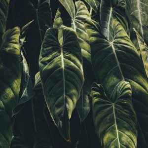 Heart Shaped Green Leaves