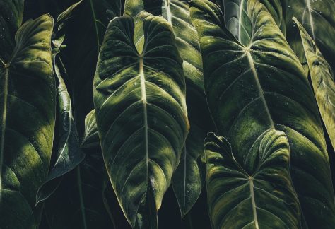 Heart Shaped Green Leaves