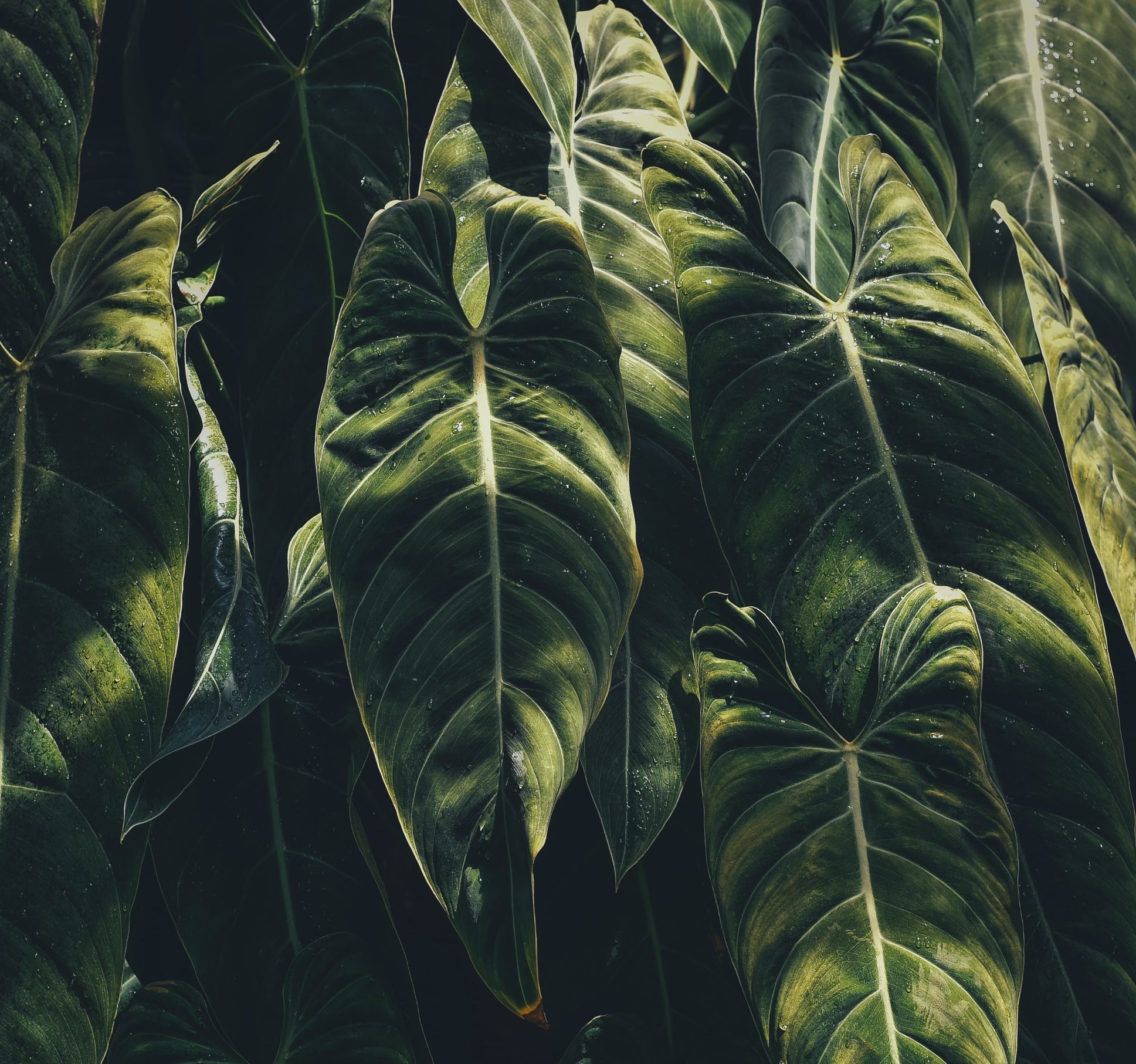 Heart Shaped Green Leaves