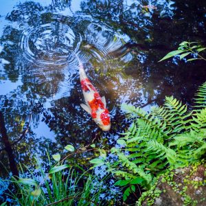 Koi Fish in Pond