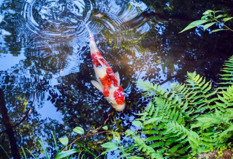 Koi Fish in Pond