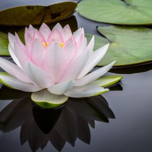 Pink Louts in Pond