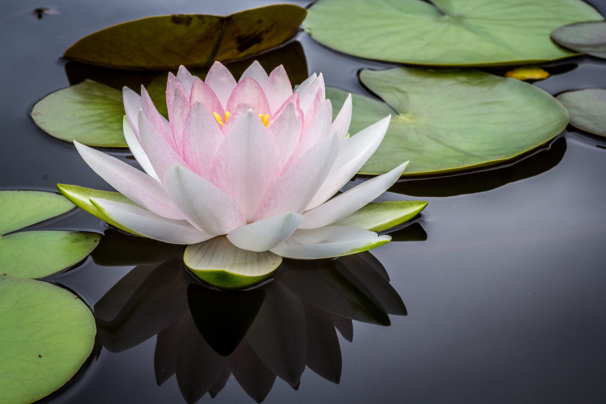 Pink Louts in Pond