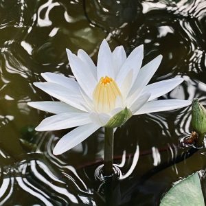 White Flower Blooming in a Pond