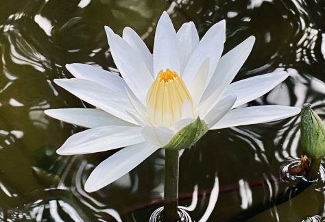 White Flower Blooming in a Pond