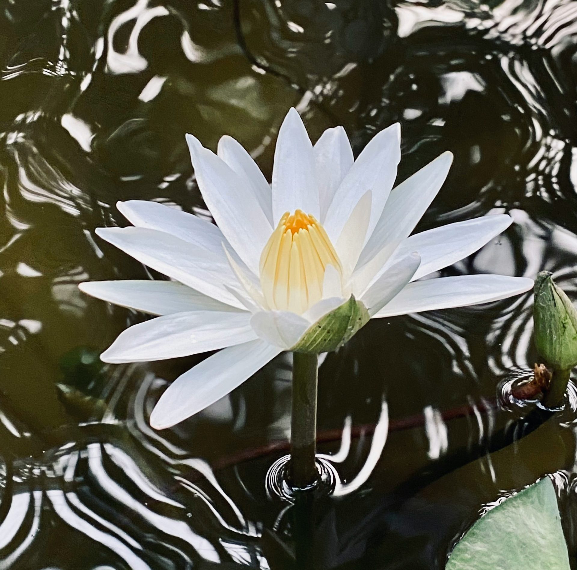 White Flower Blooming in a Pond