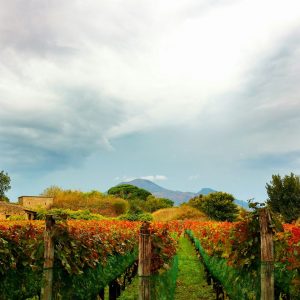 Italian Vineyard